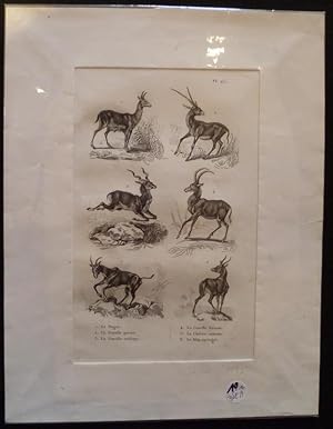 Bild des Verkufers fr Gravure animalire : bovids (pl.25), tire de l'Histoire naturelle de Buffon zum Verkauf von Abraxas-libris