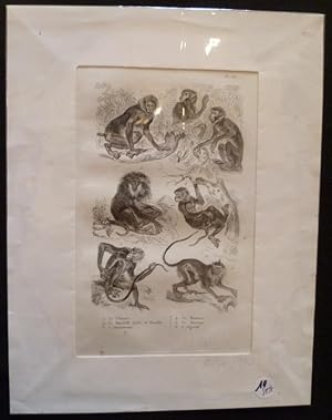 Bild des Verkufers fr Gravure animalire : singes (pl.36), tire de l'Histoire naturelle de Buffon zum Verkauf von Abraxas-libris