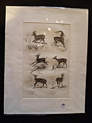 Bild des Verkufers fr Gravure animalire : bovids (pl.24), tire de l'Histoire naturelle de Buffon zum Verkauf von Abraxas-libris
