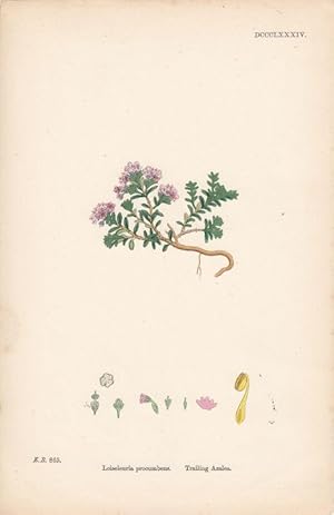 Loiseleuria procumbens. Trailing Azalea. Kol. Lithographie DCCCLXXXIV aus James Sowerby: "English...