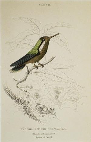 Trochilus Magnificus, Young Male (Magnificent Humming Bird) Native of Brazil [matted hand-colored...