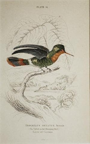 Trochilus Ornatus, Female (The Tufted-neck Humming-Bird) Native of Cayenne [matted hand-colored s...