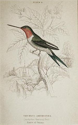 Trochilus Amethystina (Amethystine Humming-Bird) Native of Guiana [matted hand-colored steel engr...