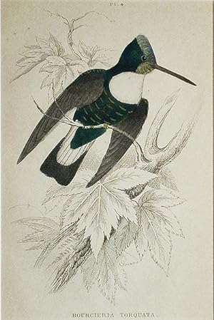 Bourcieria Torquata [matted hand-colored steel engraving of a hummingbird from Sir William Jardin...