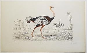 Autruche [handcolored copperplate engraving from a painting of an ostrich]