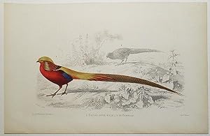 Faisan Dore Male [and] sa Femelle [handcolored copperplate engraving from a painting of a pheasant]