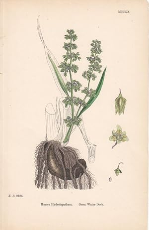 Rumex Hydrolapathum. Great Water Dock. Kol. Lithographie MCCXX aus James Sowerby: "English Botany".