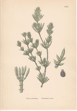 Chara tomentosa. Tomentose chara. Kol. Lithographie 1913 aus James Sowerby: "English Botany".