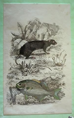 Imagen del vendedor de Gravure : Pilobole, Piloris, Pimleptre (Dictionnaire pittoresque d'histoire naturelle et des phnomnes de la nature) a la venta por Abraxas-libris