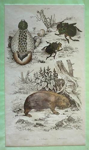 Imagen del vendedor de Gravure : Phallus, Phane, Phascolome (Dictionnaire pittoresque d'histoire naturelle et des phnomnes de la nature) a la venta por Abraxas-libris