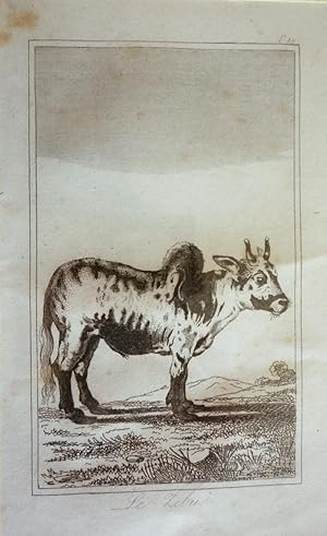 Bild des Verkufers fr Gravure animalire, planche n19 du Buffon de la jeunesse : Zbu zum Verkauf von Abraxas-libris