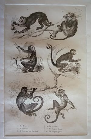 Bild des Verkufers fr Gravure animalire, planche n40 de l'Histoire naturelle de Buffon : Douc, Alouate, Ouarine ou hurleur, Coata, Sajou brun, Sajou gris zum Verkauf von Abraxas-libris