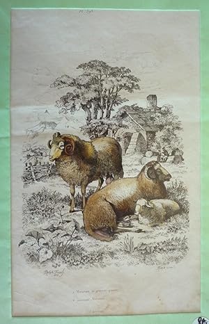 Imagen del vendedor de Gravure : Mouton  grosse queue, Mouton Mrinos (Dictionnaire pittoresque d'histoire naturelle et des phnomnes de la nature) a la venta por Abraxas-libris