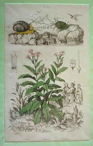 Imagen del vendedor de Gravure : Nrite, Nritine, Nicotiane (Dictionnaire pittoresque d'histoire naturelle et des phnomnes de la nature) a la venta por Abraxas-libris