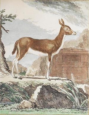 Le Ritbok Femelle [1 handcolored copperplate engraving of an antelope from Buffon's Histoire Natu...