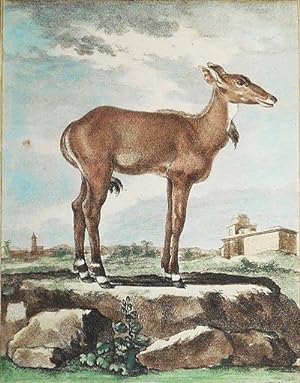 Le Nilgaut Femelle [1 handcolored copperplate engraving of an antelope Nilgaut (Boselaphus tragoc...