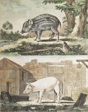 Le Marcassin [and] Le Cochon de Lait [1 handcolored copperplate engraving of a wild boar and a do...