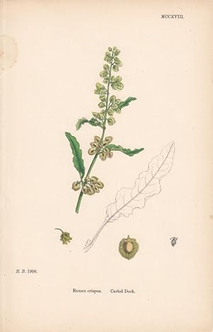 Rumex crispus. Curled Dock. Kol. Lithographie MCCXVIII aus James Sowerby: "English Botany".