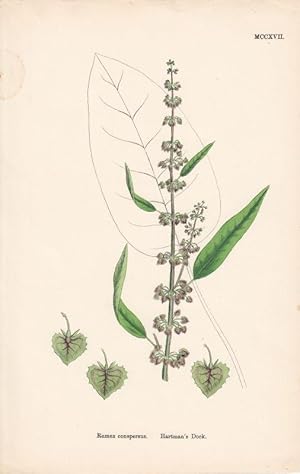 Rumex conspersus. Hartman's Dock. Kol. Lithographie MCCXVII aus James Sowerby: "English Botany".