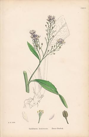 Cochlearia Armoracia. Horse-Radish. Kol. Lithographie CXXIX aus James Sowerby: "English Botany".