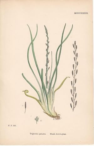 Triglochin palustre. Marsh Arrow-grass. Kol. Lithographie MCCCCXXXIII aus James Sowerby: "English...