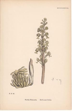 Neottia Nidus-Avis. Bird's-nest Orchis. Kol. Lithographie MCCCCLXXVIII aus James Sowerby: "Englis...