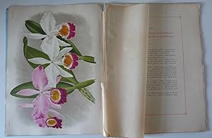 Lindenia. Iconographie des orchidées. Double livraison (7me et 8me) du volume 9. Février - Mars 1...