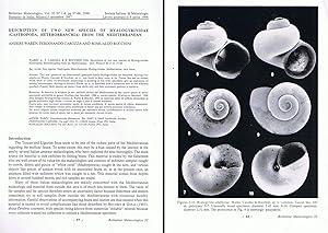 Description of two new species of Hyalogyrinidae (Gastropoda, Heterobranchia) from the Mediterran...