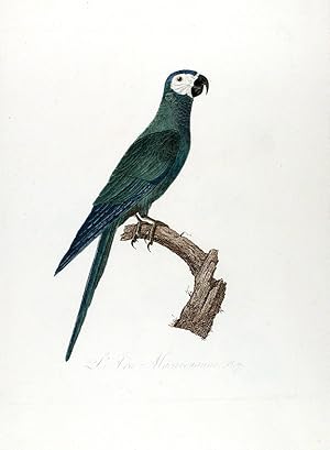 Seller image for Red-bellied Macaw (L'Ara Macavouanne) for sale by Donald A. Heald Rare Books (ABAA)