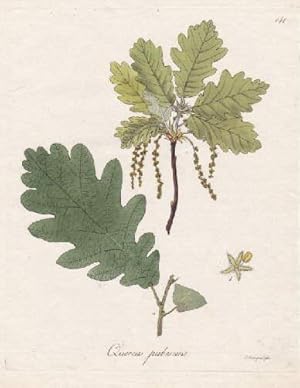 Quercus pubescens (Flaumeiche). Kolorierter Kupferstich von Friedrich Guimpel aus einem Werk von ...