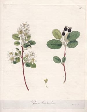 Pyrus Amelanchier. Kolorierter Kupferstich von Friedrich Guimpel aus einem Werk von Friedrich Got...