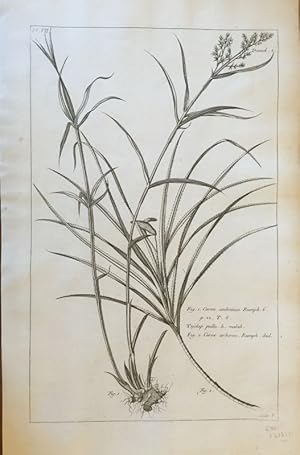 Carex amboinica. (Fig. 1) Carex arborea. (Fig. 2) Kupferstich aus: Buchoz, Pierre Joseph: Histoir...