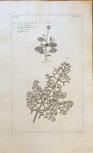Senecio varicosus, Linn. (Fig. 1), Zigophyllum album, Linn. (Fig. 2). Kupferstich aus: Buchoz, Pi...