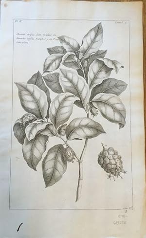 Morinda citrifolia. Linn. Bancudus latifolia. Coda-pilava. Kupferstich aus: Buchoz, Pierre Joseph...
