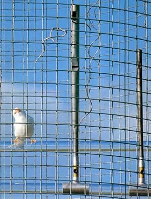 Seller image for Am Anfang war nicht das Wort, sondern ein zwitschern. Kunsthalle Rostock, 6. September bis 2. November 1997. for sale by Antiquariat Querido - Frank Hermann