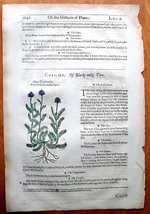 Antique Woodcut Engraving. Botanical- Four engravings on One Sheet: Blacke Milke Tare, The Great ...