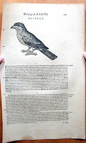 Seller image for Antique Woodcut Engraving.Crossbill Print No. 515 for sale by Ken Jackson