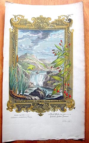 Antique Copperplate Engraving. Botanical- Waterfall No. 212