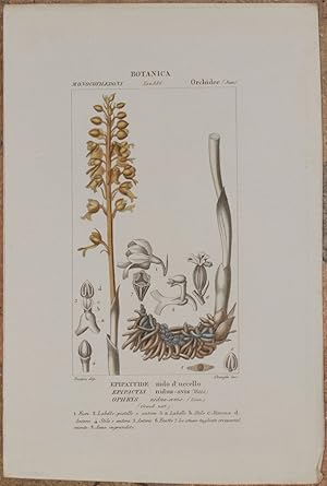 Immagine del venditore per BOTANICA MONOCOTILEDONI ORCHIDEE Epipattide nido d'uccello Epipactis nidus avis Ophrys, venduto da Sephora di Elena Serru