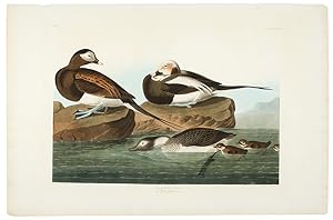 Long-Tailed Duck [Oldsquaw] from The Birds of America