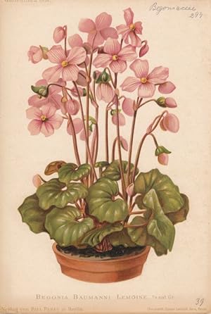 Begonia Baumanni Lemoine. Chromolithographie von Gustav Leutzsch aus Gartenflora. Zeitschrift für...