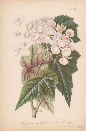 Begonia metallica G. Smith. Chromolithographie Taf. 909 aus Gartenflora. Zeitschrift für Garten- ...