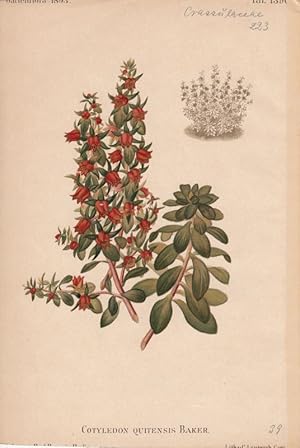 Cotyledon Quitensis Baker. Chromolithographie Taf. 1390 von G. Leutzsch aus Gartenflora. Zeitschr...