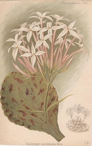 Kalanchoe Grandiflora Rich. Chromolithographie aus Gartenflora. Zeitschrift für Garten- und Blume...