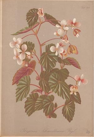 Begonia Schmidtiana. Rgl. Chromolithographie Taf. 990 aus Gartenflora. Zeitschrift für Garten- un...