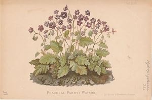 Phacelia Parryi Watson. Chromolithographie Taf. 1207 aus Gartenflora. Zeitschrift für Garten- und...