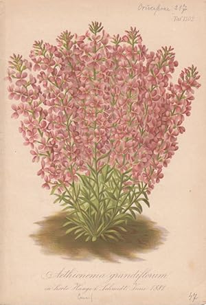 Aethionema grandiflorum in horto Haage & Schmidt. Chromolithographie Taf. 1102 aus Gartenflora. Z...