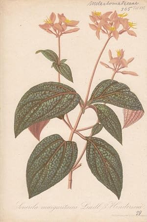 Sonerila margaritacea Lindl ß Hendersoni. Chromolithographie Taf. 897 aus Gartenflora. Zeitschrif...