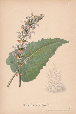 Salvia Hians Royle. Chromolithographie Taf.1221 aus Gartenflora. Zeitschrift für Garten- und Blum...