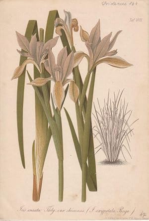 Iris ensata Thbg. var. chinensis (S. oxypetala Bnge.) Chromolithographie Taf. 1011 aus Gartenflor...